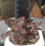 Каланхое (Kalanchoe tomentosa)