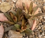 Каланхое (Kalanchoe tomentosa)
