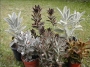 Каланхое (Kalanchoe tomentosa cv. golden girl)