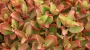 Каланхое лонгифлора (Kalanchoe longiflora, KALANCHOE SEXANGULARIS)