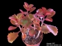 Каланхое лонгифлора (Kalanchoe longiflora, KALANCHOE SEXANGULARIS)