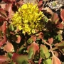 Каланхое лонгифлора (Kalanchoe longiflora, KALANCHOE SEXANGULARIS)