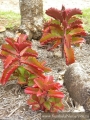 Каланхое лонгифлора (Kalanchoe longiflora, KALANCHOE SEXANGULARIS)