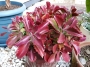 Каланхое лонгифлора (Kalanchoe longiflora, KALANCHOE SEXANGULARIS)