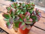 Каланхое лонгифлора (Kalanchoe longiflora, KALANCHOE SEXANGULARIS)