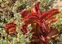 Каланхое лонгифлора (Kalanchoe longiflora, KALANCHOE SEXANGULARIS)