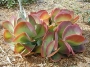 Каланхое, малко (Kalanchoe thyrsiflora)