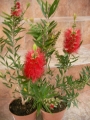 Калистемон червен (Callistemon)