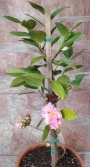 Камелия (Camellia)