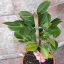 Камелия (Camellia)