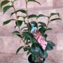 Камелия (Camellia japanese)