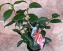 Камелия (Camellia japanese)