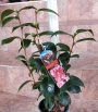Камелия (Camellia japanese)