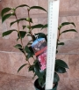 Камелия (Camellia japanese)