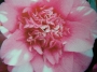 Камелия (Camellia japonica rose)