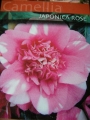 Камелия (Camellia japonica rose)