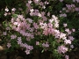 Каменоломка микс (Saxifraga)