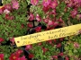 Каменоломка микс (Saxifraga)