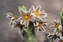 Каралума (Caralluma burchardii)