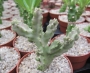 Каралума (Caralluma, Desmidorchis quadrangularis)