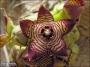 Каралума (Caralluma europaea)