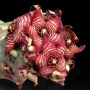 Каралума (Caralluma europaea)