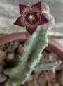 Каралума (Caralluma joannis)