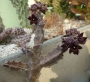 Каралума (Caralluma joannis)