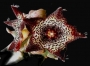 Каралума (Caralluma joannis)