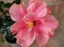 Китайска роза, стаен хибискус розов кичест едър (Hibiscus)