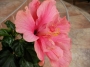 Китайска роза, стаен хибискус розов кичест едър (Hibiscus)