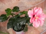 Китайска роза, стаен хибискус розов кичест едър (Hibiscus)