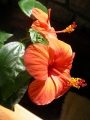 Китайска роза, стаен хибискус червен (Hibiscus)