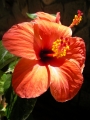 Китайска роза, стаен хибискус червен (Hibiscus)