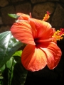 Китайска роза, стаен хибискус червен (Hibiscus)