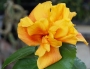 Китайска роза, стаен хибискус кичест (Hibiscus Koenig)