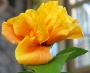 Китайска роза, стаен хибискус кичест (Hibiscus Koenig)