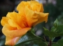 Китайска роза, стаен хибискус кичест (Hibiscus Koenig)