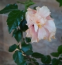 Китайска роза, стаен хибискус розов кичест (Hibiscus)