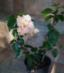 Китайска роза, стаен хибискус розов кичест (Hibiscus)