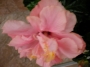 Китайска роза, стаен хибискус розов кичест (Hibiscus)
