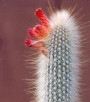 Клеистокактус (Cleistocactus strausii)