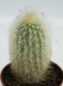 Клеистокактус (Cleistocactus strausii)