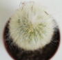 Клеистокактус (Cleistocactus strausii)