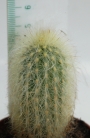 Клеистокактус (Cleistocactus strausii)