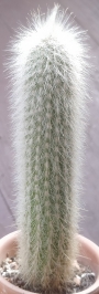 Клеистокактус (Cleistocactus strausii)