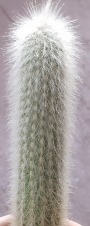 Клеистокактус (Cleistocactus strausii)