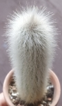 Клеистокактус (Cleistocactus strausii)