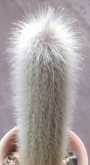 Клеистокактус (Cleistocactus strausii)
