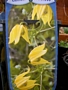 Клематис, жълт (Clematis)